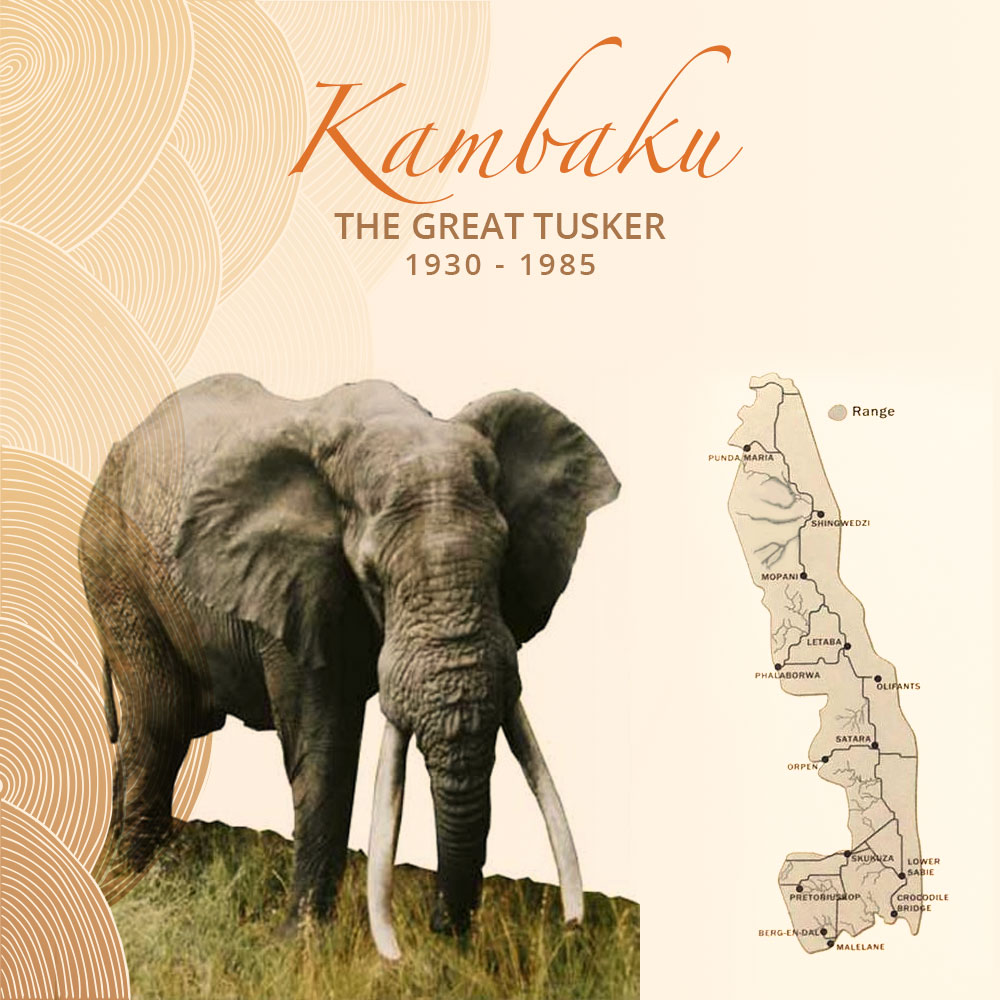 Kambaku