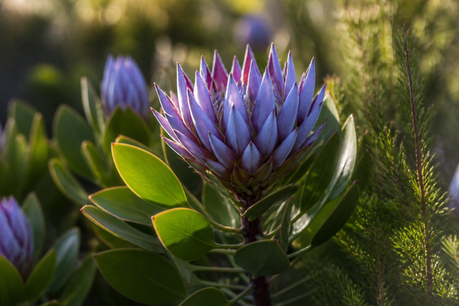 Featured indigenous plant of the month